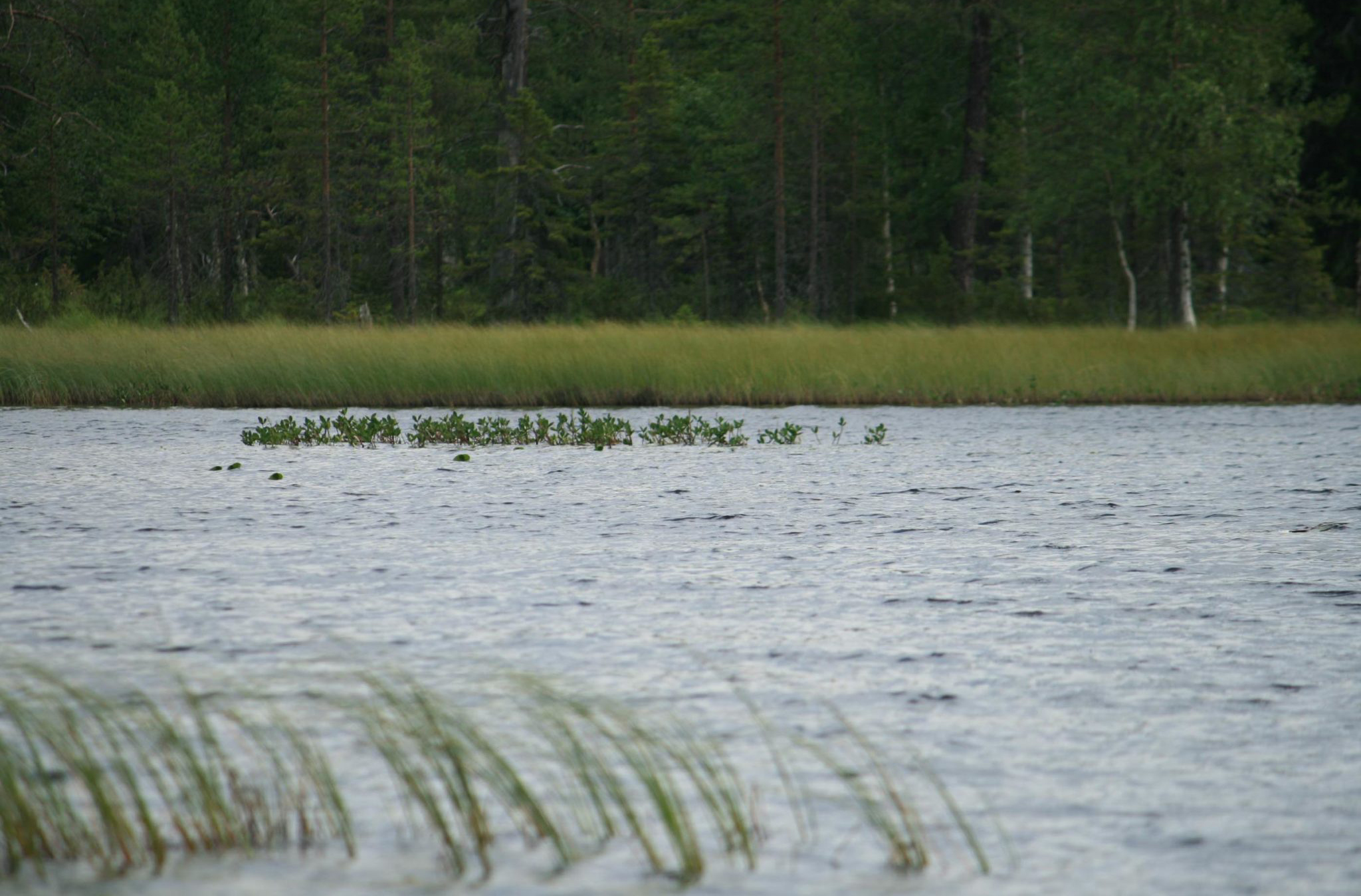 Stroken riet en waterplanten in meertje in Finland met bos op de achtergrond